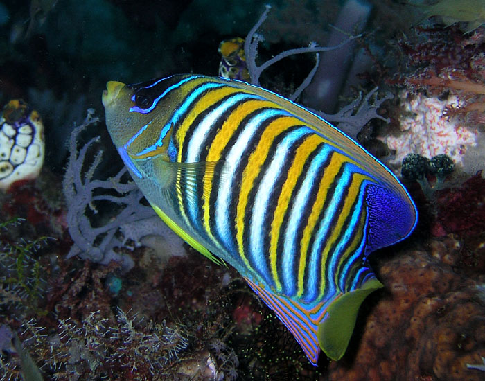 Pygoplites diacanthus (Pesce angelo regale)